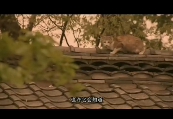 东京日和剧照的剧照