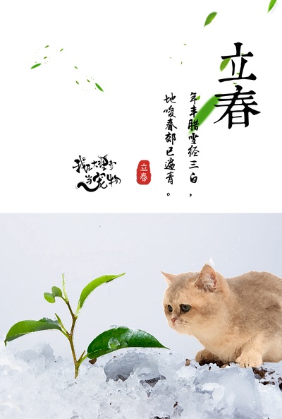 我在大理寺当宠物的海报-其他海报 中国大陆