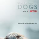 爱犬情深 第一季