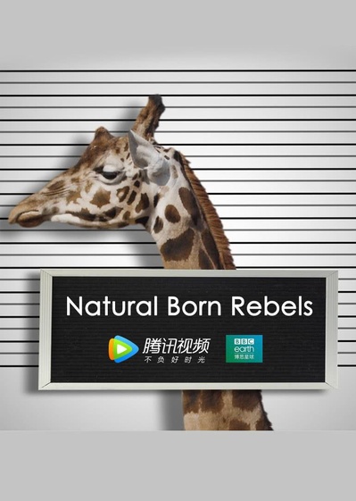 你这个坏怂的海报-正式海报