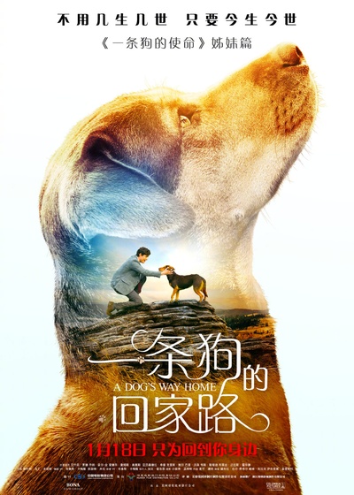 一条狗的回家路的海报-正式海报