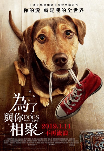 一条狗的回家路的海报-正式海报 台湾