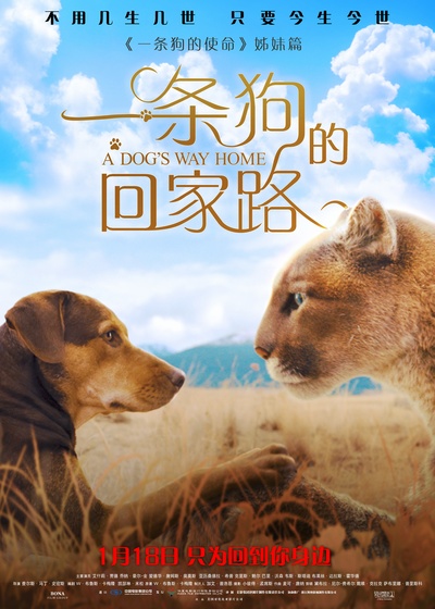 一条狗的回家路的海报-预告海报 中国大陆