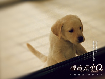 导盲犬小Q的海报-预告海报