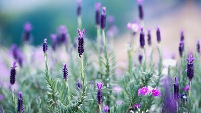 薰衣草(20160512)的图片-泰国北部盛开的薰衣草 (© Tanat Loungtip/Alamy)