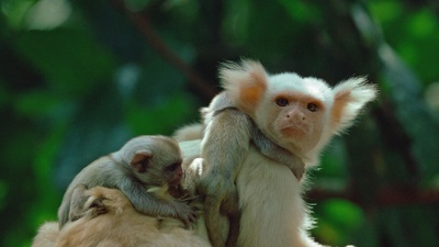 黄肢狨(20160619)的图片-巴西，亚马逊雨林，一只黄肢狨和它的孩子 (© Nick Gordon/Minden Pictures)