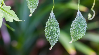 (20160722)的图片-【今日大暑】苦瓜 (© konmesa/Shutterstock)