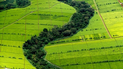 (20160814)的图片-凯里乔县的茶叶种植园，肯尼亚 (© Yann Arthus-Bertrand/Getty Images)