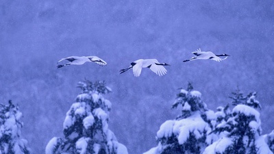 (20161228)的图片-阿寒国立公园的丹顶鹤，日本北海道 (© Vincent Munier/Minden Pictures)