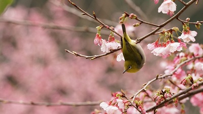 (20170320)的图片-一只在樱花树上嬉戏的绿绣眼（© Reece Cheng/500px）