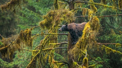 (20170321)的图片-一只在Tongass国家森林公园的成年黑熊，阿拉斯加州 (© Mark Kelley/Tandem Stills + Motion)