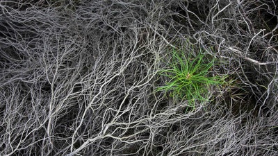 (20170326)的图片-被烧焦的石南花中一颗刚萌芽的松树苗，Strabrechtse Heide，荷兰 (© Heike Odermatt/Minden Pictures)