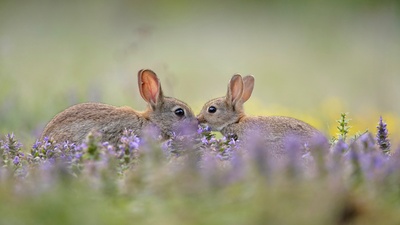(20170417)的图片-一对寒暄中的欧洲灰兔，法国 (© Remy Courseaux/Biosphoto/Minden Pictures)
