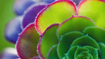 (20170619)的图片-莲花掌属叶子的细节 (© Tim Gainey/Alamy)