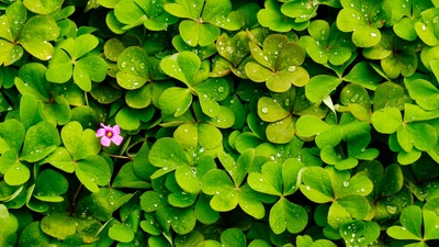 (20170907)的图片-【今日白露】盛开着粉红色花的三叶草 (© Sam Bloomberg-Rissman/Moment/Getty Images)