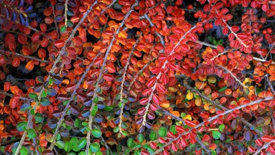 (20171028)的图片-【今日重阳节】栒子属植物秋色的叶子 (© Steve Terrill/Danita Delimont)