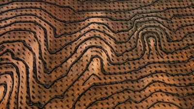 (20171115)的图片-新种植的橄榄园，突尼斯宰格万 (© Yann Arthus-Bertrand/Getty Images)