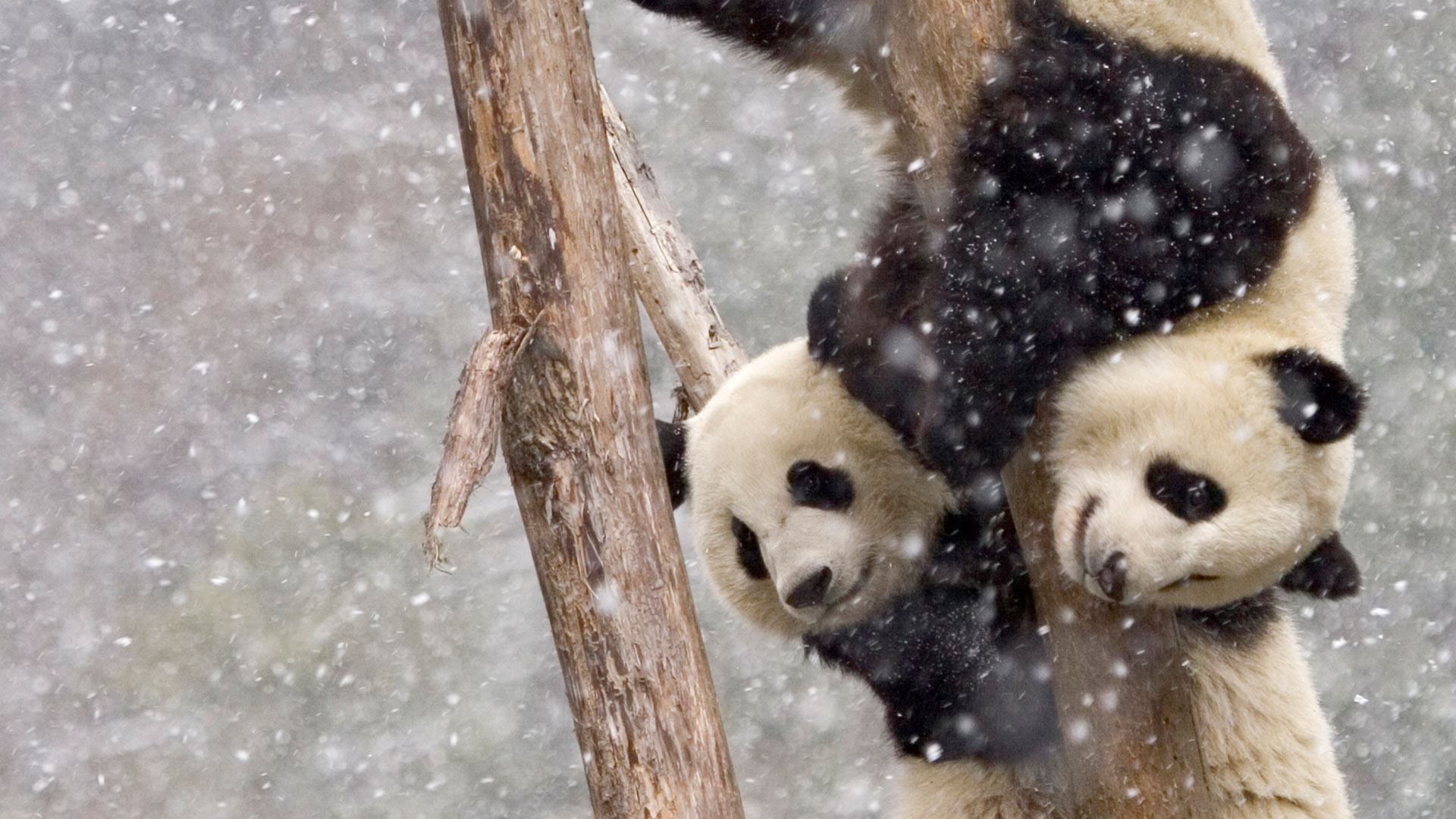 (20171207)的图片-【今日大雪】暴风雪中两只在树干上攀爬的大熊猫，中国四川 (© Juan Carlos Munoz/NPL/Minden Pictures)