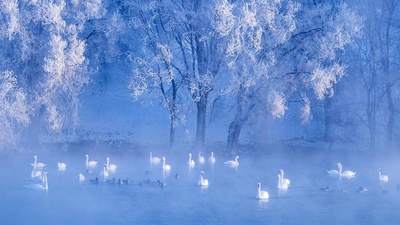 (20171222)的图片-【今日冬至】湖中的天鹅，中国新疆伊犁州 (© SinoImages/Getty Images)