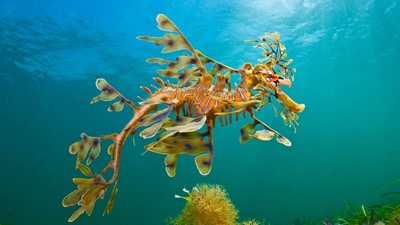 (20180226)的图片-羊毛湾附近海域的叶形海龙，澳大利亚 (© Alex Mustard/Minden Pictures)