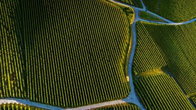 (20180525)的图片-皮利附近的葡萄庄园，瑞士沃州 (© Gallery Stock)