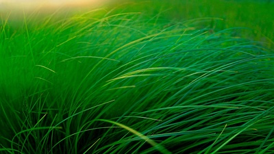 (20180531)的图片-湖边的草地，美国明尼苏达州 (© Jim Brandenburg/Minden Pictures)
