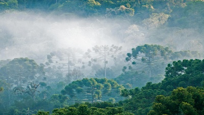 (20180907)的图片-大西洋沿岸森林的巴西松 (© Ralph Clevenger/Getty Images)