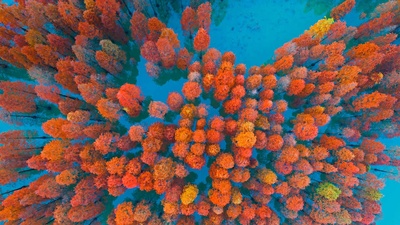 (20181015)的图片-紫马岭公园内的水杉，中国中山市 (© Yaorusheng/Getty Images)