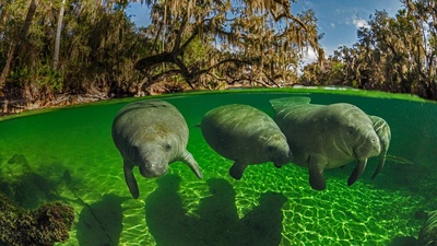 (20181108)的图片-蓝色温泉州立公园内的海牛，美国佛罗里达州 (© Paul Nicklen/Getty Images)