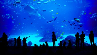 (20181118)的图片-乔治亚水族馆，美国亚特兰大 (© novikat/Getty Images)