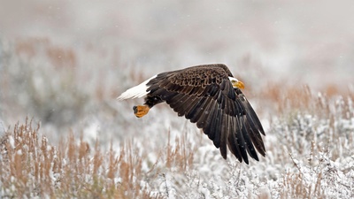 (20181228)的图片-大提顿国家公园里的一只白头鹰，美国怀俄明州 (© Kathleen Reeder Wildlife Photography/Getty Images)