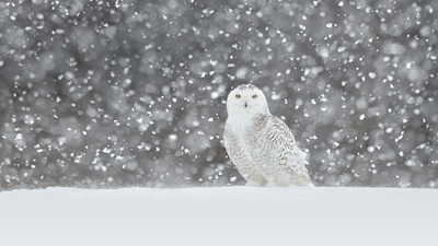 (20190107)的图片-一只在雪中驻立的雪鸮 (© Jérémie LeBlond-Fontaine/Getty Images)