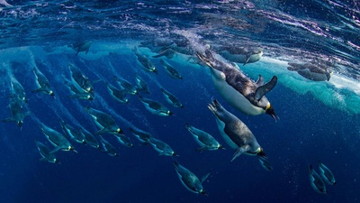 (20190120)的图片-罗斯海中的帝企鹅，南极洲 (© Paul Nicklen/Getty Images)