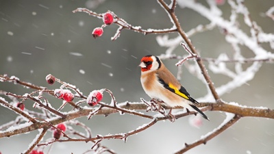 (20190121)的图片-一只欧洲金翅雀栖息在雪中的玫瑰果枝上 (© Ernie Janes/Nature Picture Library/Offset)