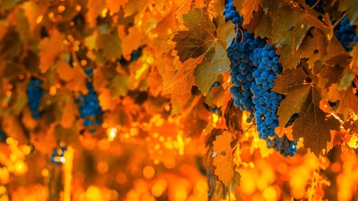 葡萄藤上的葡萄，阿根廷门多萨 (© javarman3/iStock/Getty Images Plus)(20190309)的图片-葡萄藤上的葡萄，阿根廷门多萨 (© javarman3/iStock/Getty Images Plus)