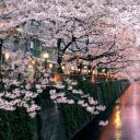 目黑川上盛开的樱花，日本东京 (© taketan/Getty Images)(20190326)