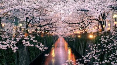 目黑川上盛开的樱花，日本东京 (© taketan/Getty Images)(20190326)的图片-目黑川上盛开的樱花，日本东京 (© taketan/Getty Images)