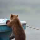 湖边玩耍的小熊 (© Sergey Ivanov/Getty)(20190401)
