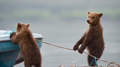 湖边玩耍的小熊 (© Sergey Ivanov/Getty)(20190401)的图片-湖边玩耍的小熊 (© Sergey Ivanov/Getty)