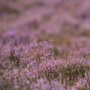 石楠花丛中的雄狍 (© wonderful-Earth.net/Alamy Stock Photo)(20190416)