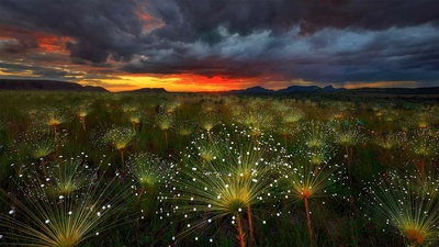 日落时的Paepalanthus花，巴西Chapada dos Veadeiros国家公园 (© Marcio Cabral/Getty Images)(20190419)的图片-日落时的Paepalanthus花，巴西Chapada dos Veadeiros国家公园 (© Marcio Cabral/Getty Images)