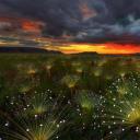 日落时的Paepalanthus花，巴西Chapada dos Veadeiros国家公园 (© Marcio Cabral/Getty Images)(20190419)