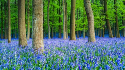 山毛榉树林里的蓝铃花，英国赫特福德郡 (© Dan Tucker/Alamy)(20190518)的图片-山毛榉树林里的蓝铃花，英国赫特福德郡 (© Dan Tucker/Alamy)