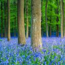 山毛榉树林里的蓝铃花，英国赫特福德郡 (© Dan Tucker/Alamy)(20190518)