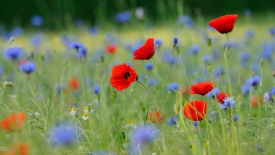 草地上的罂粟和矢车菊，德国北莱茵-威斯特法伦州 (© imageBROKER/Alamy)(20190529)的图片-草地上的罂粟和矢车菊，德国北莱茵-威斯特法伦州 (© imageBROKER/Alamy)