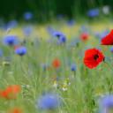草地上的罂粟和矢车菊，德国北莱茵-威斯特法伦州 (© imageBROKER/Alamy)(20190529)