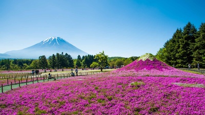 富士山与丛生福禄考花田，日本山梨县 (© Srinil/shutterstock)(20190611)的图片-富士山与丛生福禄考花田，日本山梨县 (© Srinil/shutterstock)