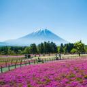富士山与丛生福禄考花田，日本山梨县 (© Srinil/shutterstock)(20190611)