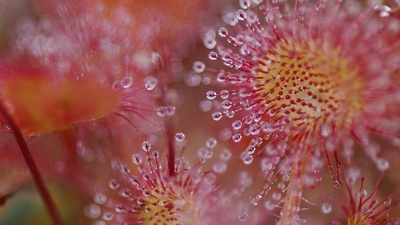 一种常见茅膏菜（圆叶茅膏菜）的粘性叶片，法国孚日省 (© Christophe Sidamon-Pesson/Minden Pictures)(20190620)的图片-一种常见茅膏菜（圆叶茅膏菜）的粘性叶片，法国孚日省 (© Christophe Sidamon-Pesson/Minden Pictures)