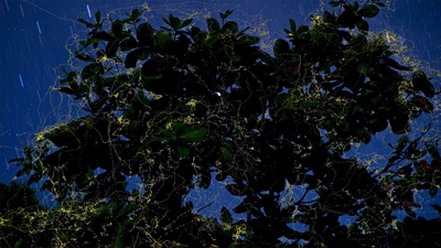 吕宋岛上的萤火虫环绕着榄仁树，菲律宾南甘马粦省 (© Jurgen Freund/Minden Pictures)(20190624)的图片-吕宋岛上的萤火虫环绕着榄仁树，菲律宾南甘马粦省 (© Jurgen Freund/Minden Pictures)